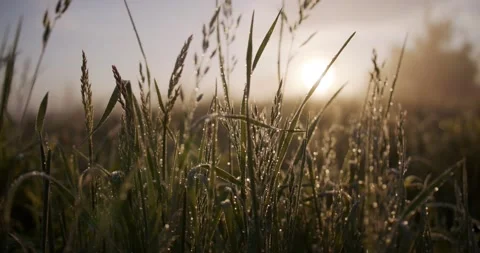 Grass in the meadow during sunrise Stock Footage 152850554