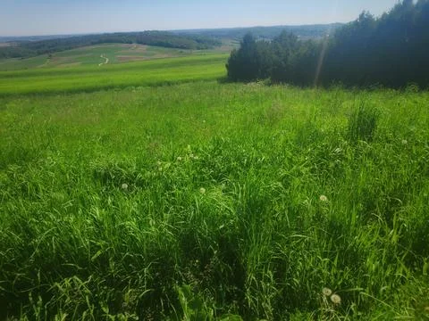 Grass Meadow Field Stock-Fotos