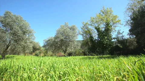 Grass Meadow Stock Footage 671455