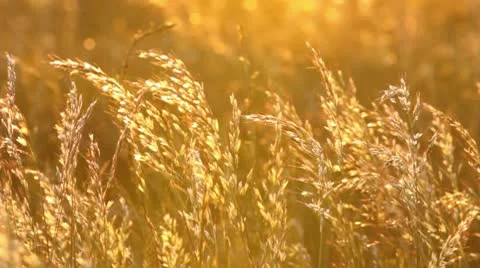 Grass at meadow Stock Footage 10573435