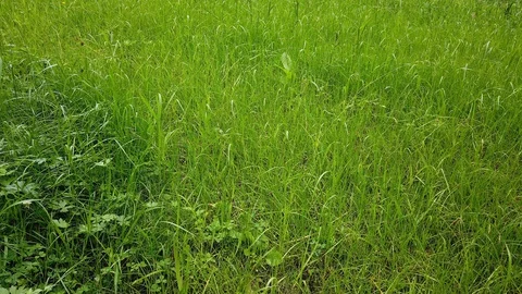 Grass at meadow Stock Footage 129617504