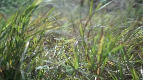 Grass meadow Stock Footage 145426944