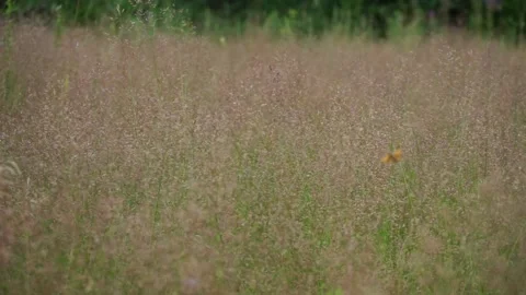 Grass in the meadow Stock Footage 159881538