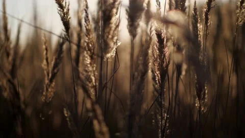 Grass in the meadow Video stock 162180913