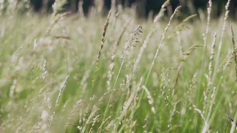 Grass in the meadow Stock Footage 229200275