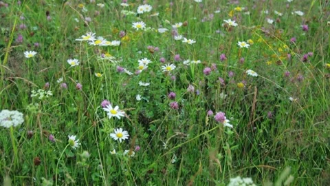 Grass in a meadow Stock Footage 287601831
