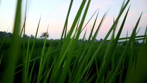 Grass in meadow Stock-Footage 332875184