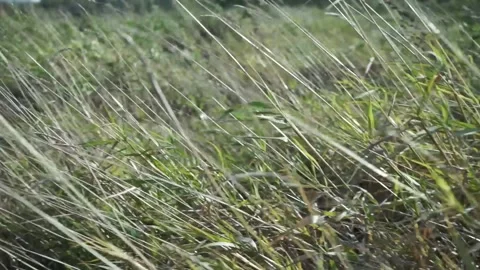 The grass meadow is growing Stock Footage 145426950