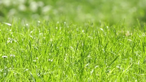 Grass meadow idyll Stock Footage 276319201