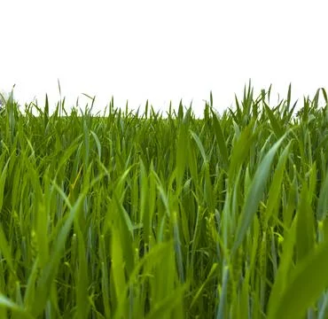 Grass meadow isolated on white background forming wide natural border. Dense Stock Photos