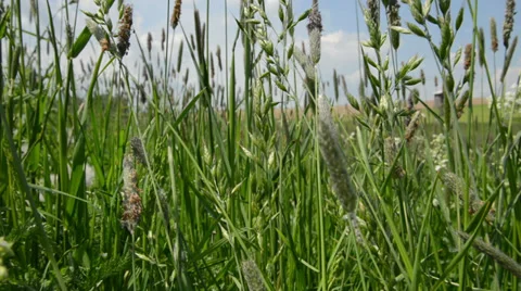 Grass in meadow moving in wind Stock Footage 38467043