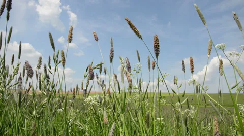 Grass in meadow moving in wind Stock Footage 38467559