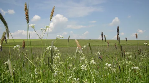 Grass in meadow moving in wind Stock Footage 38467698