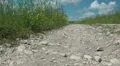 Grass meadow, nature park, dirt road, forest. HD Footage