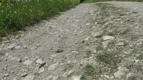 Grass meadow, nature park, dirt road, forest. Stock Footage