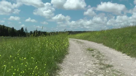 Grass meadow, nature park, dirt road, forest. Stock Footage