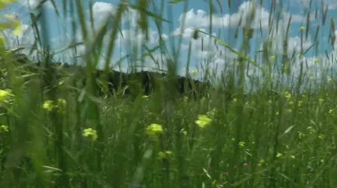 Grass meadow, nature park, dirt road, forest. Stock Footage