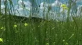 Grass meadow, nature park, dirt road, forest. Slow motion. HD Footage
