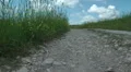 Grass meadow, nature park, dirt road, forest. Slow motion. HD Footage