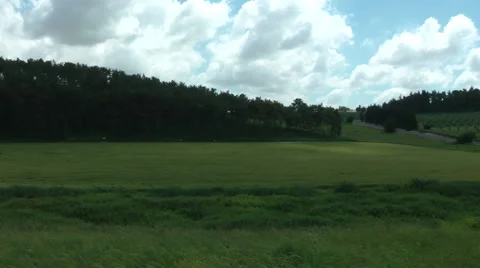 Grass meadow, nature park, dirt road, forest. Stock Footage