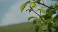 Grass meadow, nature park, dirt road, forest. HD Footage