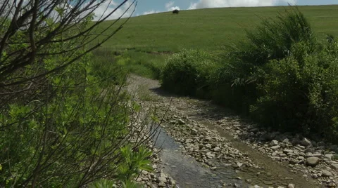 Grass meadow, nature park, dirt road, forest. Slow motion. Stock Footage 5090708