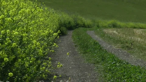 Grass meadow, nature park, dirt road, forest. Stock Footage