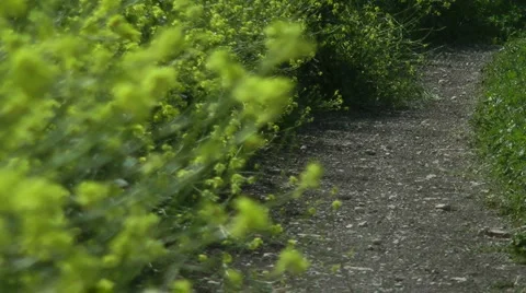 Grass meadow, nature park, dirt road, forest. Slow motion. Stock Footage