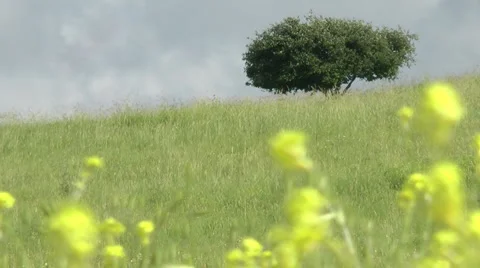 Grass meadow, nature park, dirt road, forest. Stock Footage 5100426