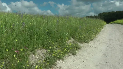 Grass meadow, nature park, dirt road, forest. Stock Footage 5146463