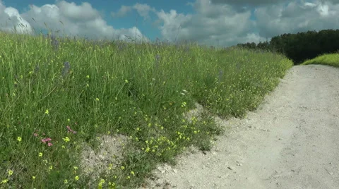 Grass meadow, nature park, dirt road, forest. Slow motion. Stock Footage 5149227