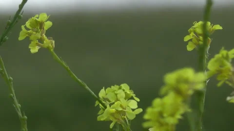 Grass meadow, nature park, dirt road, forest. Slow motion. Stock Footage 5162672