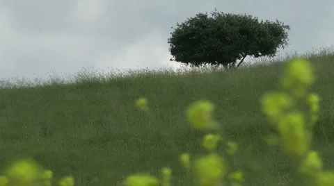Grass meadow, nature park, dirt road, forest. Slow motion. Stock Footage 5162753