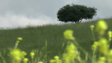 Grass meadow, nature park, dirt road, forest. Stock Footage 5162777