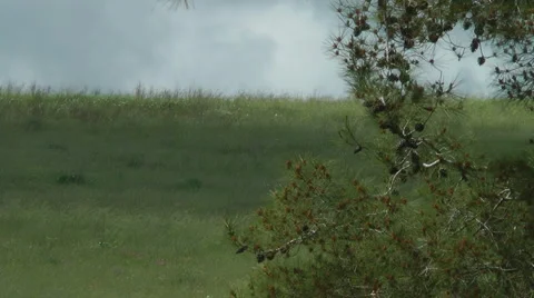 Grass meadow, nature park, dirt road, forest. Slow motion. Stock Footage 5162916