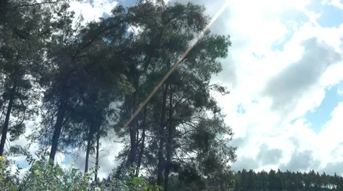 Grass meadow, nature park, dirt road, forest. Stock Footage