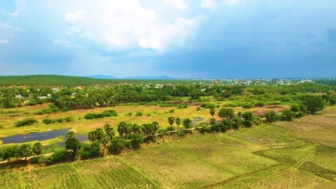 Grass Meadow with Palm Trees -  Aerial View Stock-Footage 252893178