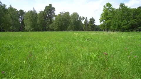 Grass in a meadow in the park Stock-Footage 136885080