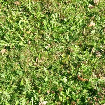 Grass meadow Stock Photos