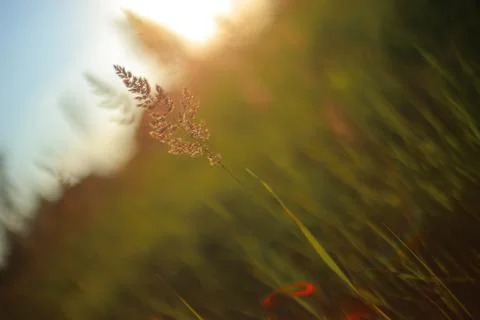 Grass in the meadow 스톡 사진