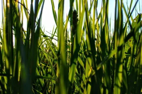 Grass on the meadow Foto stock