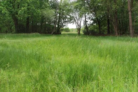 Grass of a meadow Stock Photos