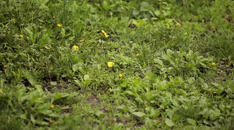 Grass meadow in the rain Stock Footage 50491938