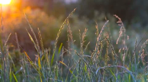 Grass on a meadow in the rays of sunset. Stock Photos