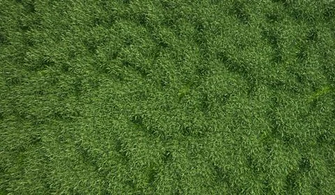 Grass meadow seen from the top. Illustrazione stock