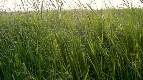 Grass in the meadow slowly swaying from the wind Stock Footage 133262324