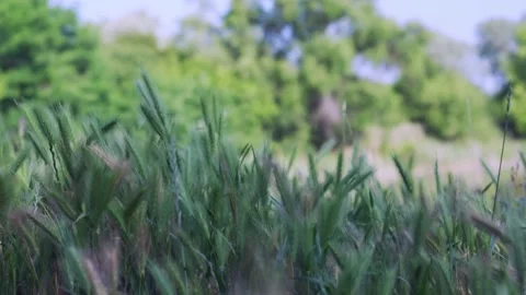 Grass in the meadow slowly sways from the light wind. Stock Footage 132937296