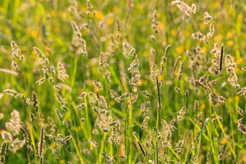 Grass in the meadow at subset Stock Photos