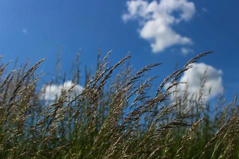 Grass in a meadow in the summer Stock Photos