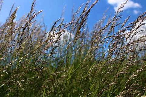 Grass in a meadow in the summer Stock Photos